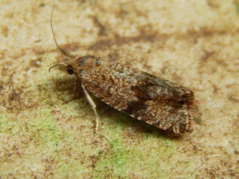 Tortricidae:  Celypha striana
